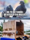 Rozleci sie na 100%