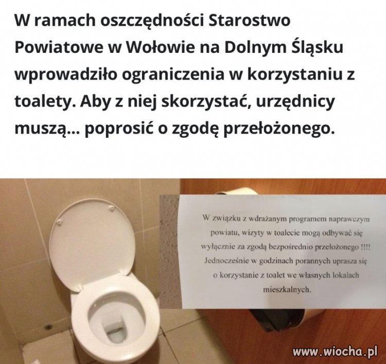 Woły w Wołowie