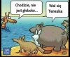 Ta żyrafa jest szalona...