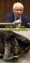Kiedy sierściuch zacznie grzebać