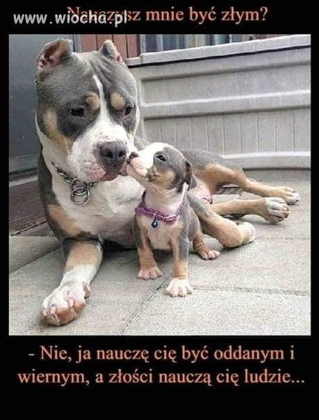 Bez komentarza