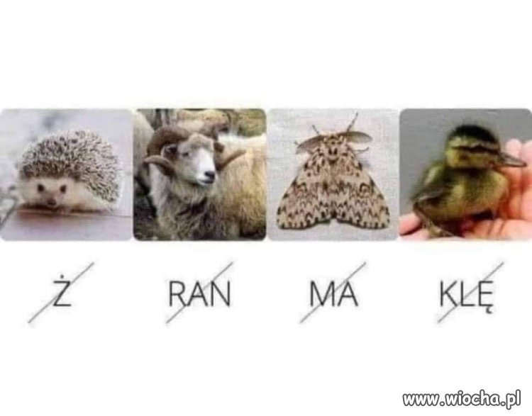 Taki rebus 