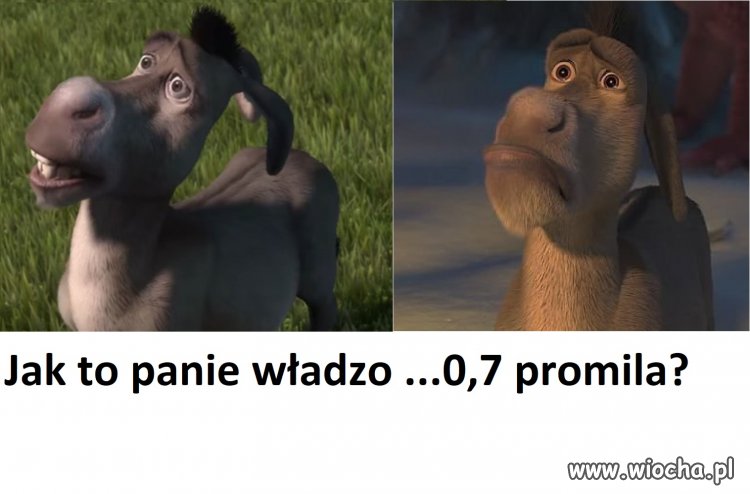 Normalnie osioł