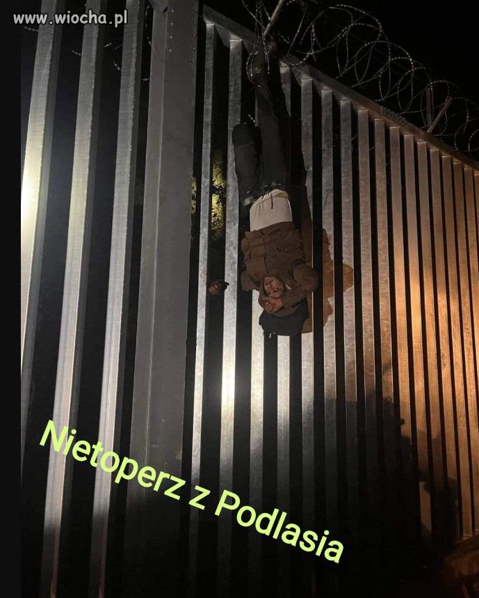 Na Podlasiu są i GIGANTY NIETOPERZE