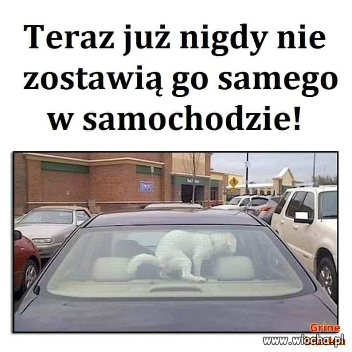 Rozbić szybę i kota uwolnić