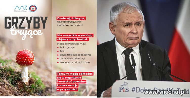 Najbardziej trujący grzyb w Polsce?