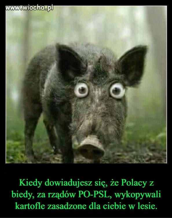 Elektorat PiSu napewno uwierzyl Kaczynskiemu...