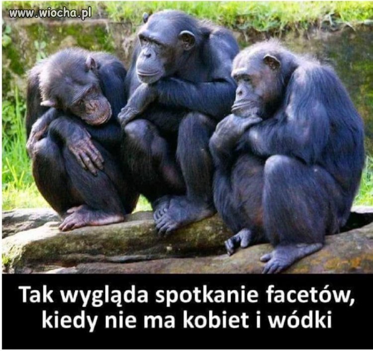 Gdy brakuje wódki i lasek