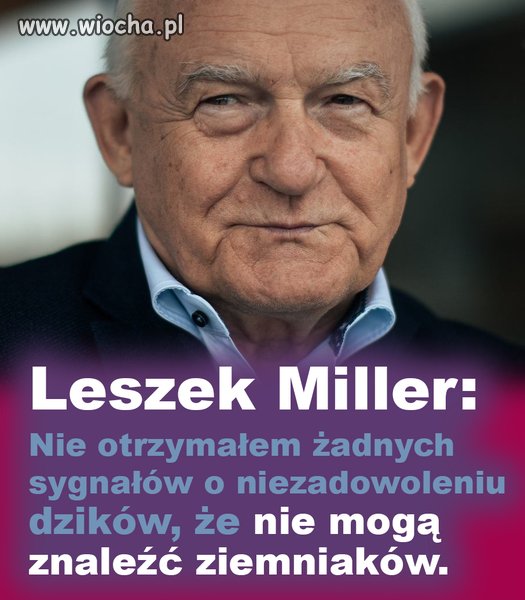 Kwestia dzików i ziemniaków