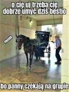 Trzeba dziś dobrze umyć konika