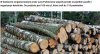 I kasiorka szerokim strumieniem płynie