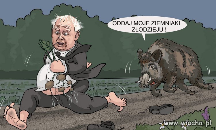 Polacy nie gęsi mają kaczora...