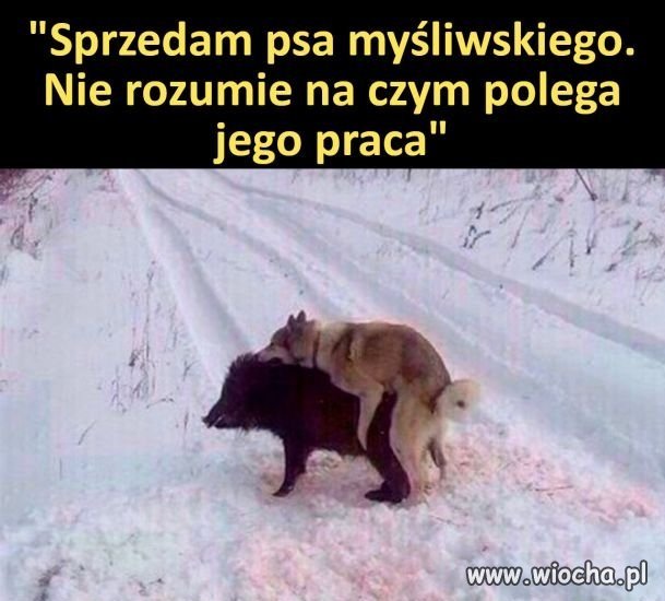 Nie rozumie