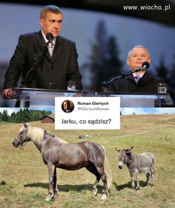 Roman i jego humor