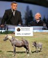 Roman i jego humor