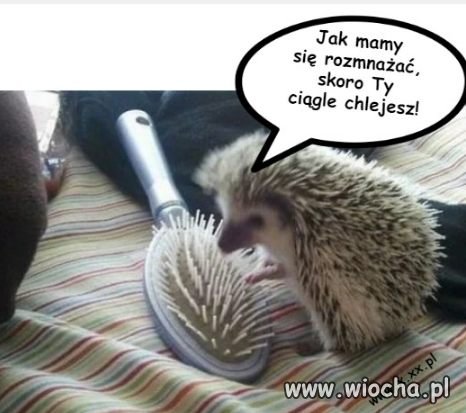 Przychodzi Jerzy do domu, i ma ochotę...