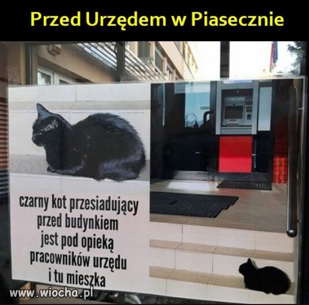 Czarny inspektor