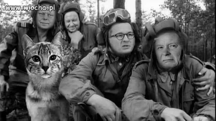 Czterej Pazerni i kot