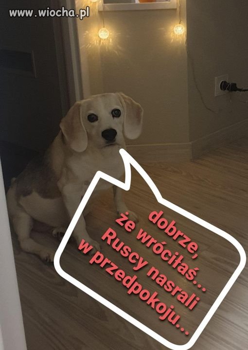 Wszystko te ruskie