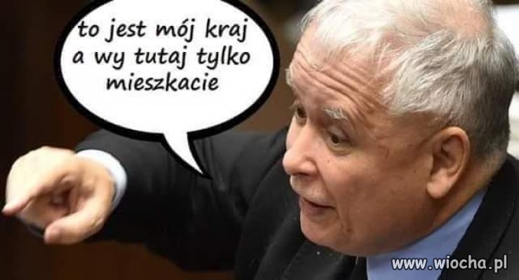 Świat oczami kaczora