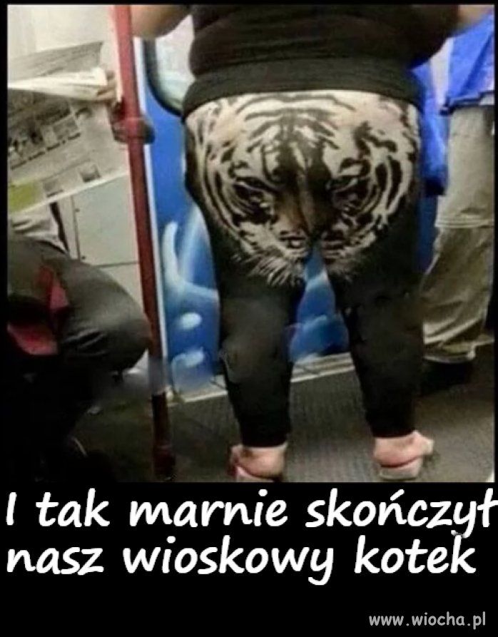 Nasz wioskowy kotek 