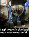 Nasz wioskowy kotek 