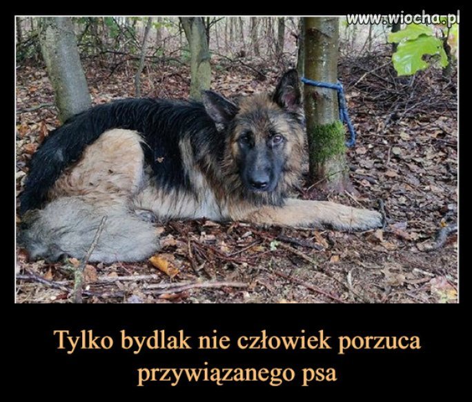 Napewno kochal swojego czlowieka bezgranicznie...