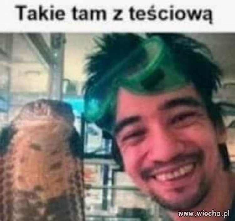 Zęby jadowe