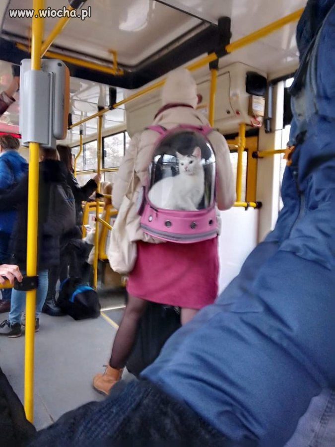 Kotronauta