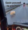 Taki wieprz tylko z jednym osobnikiem się kojarzy