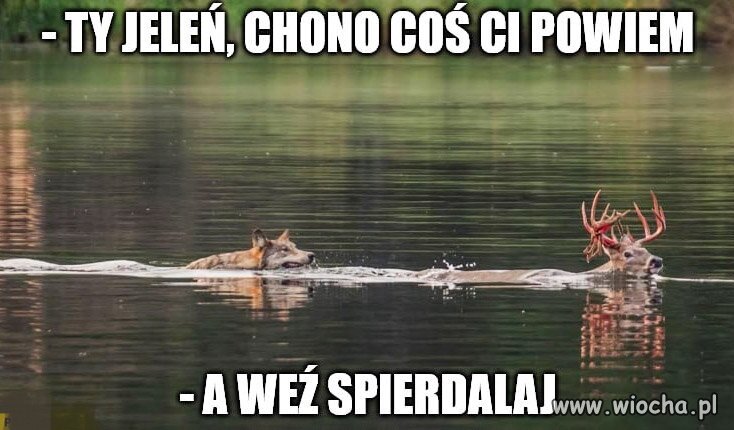 Jak w życiu