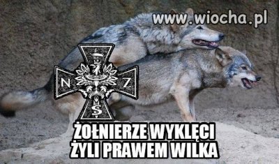 Ponieważ żyli prawem wilka