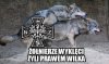 Ponieważ żyli prawem wilka