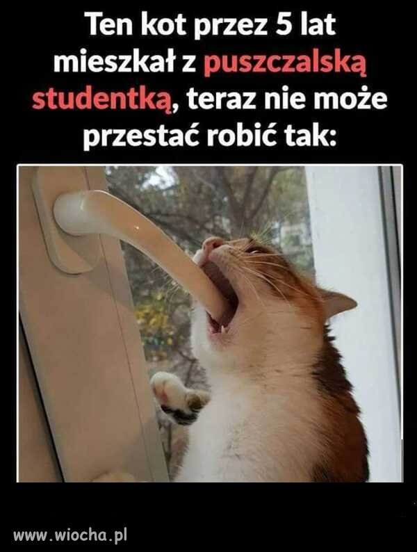 Kot studentki-.
