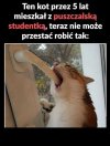 Kot studentki-.