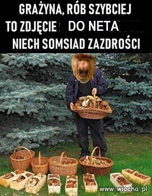 Passata kupił dziod