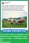 Sukces na miarę pisonów