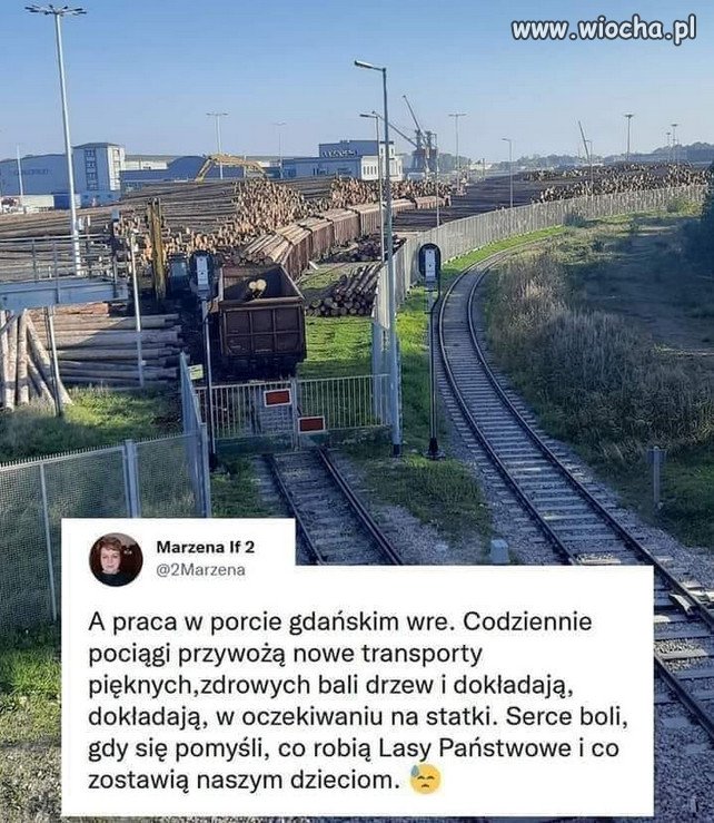 Kiedyś PO chciało sprzedać lasy, PiS protestował...