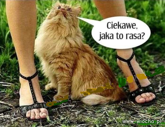 Wściekły Sfinks