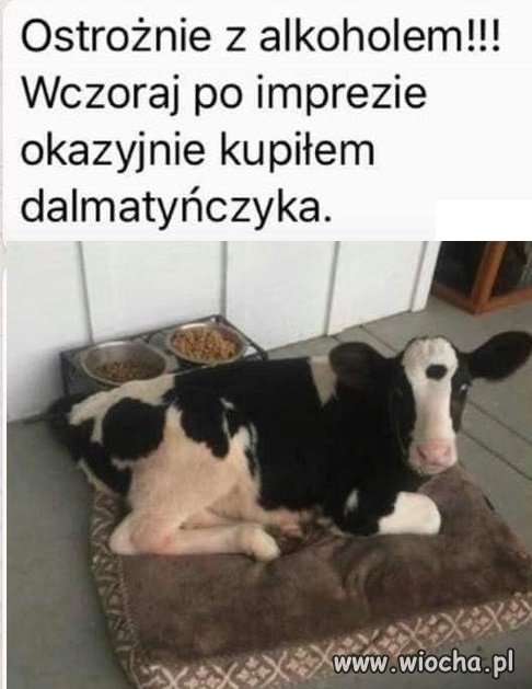 Typowy podlaski dalmatyńczyk