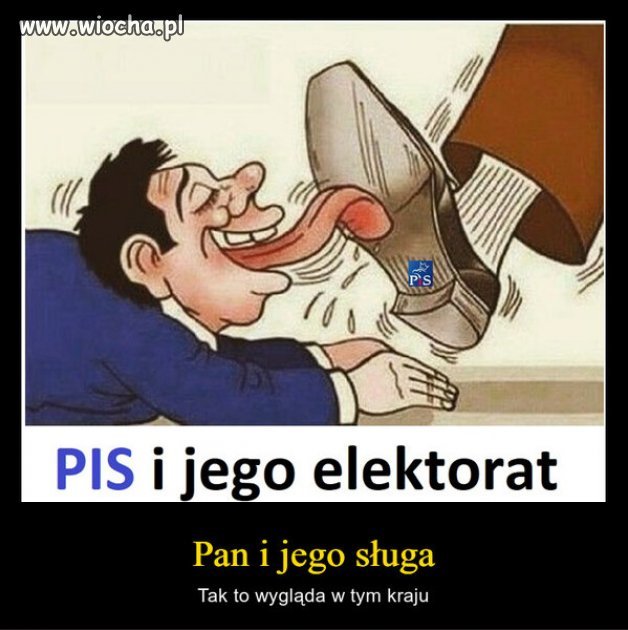 żelazny elektorat PiSu...