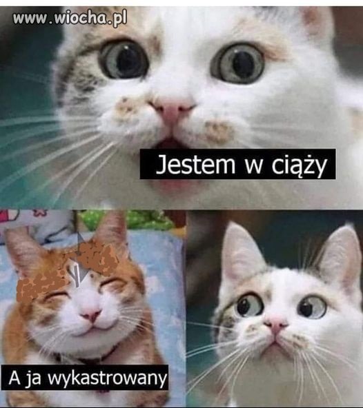 I jest foch