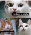 I jest foch
