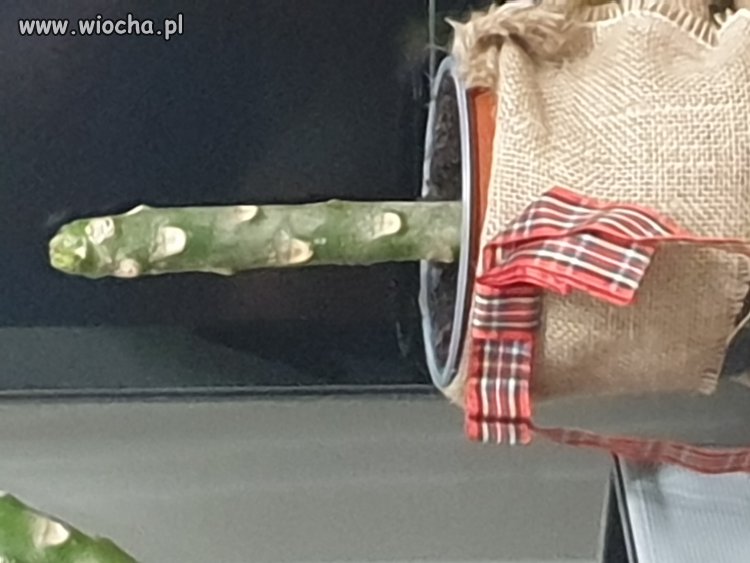 Aby odwrócić uwagę od złodziejstw I przekrętów 