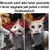 Jak wiele innych