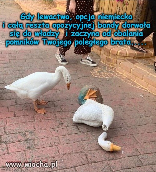 W świecie  drobiu