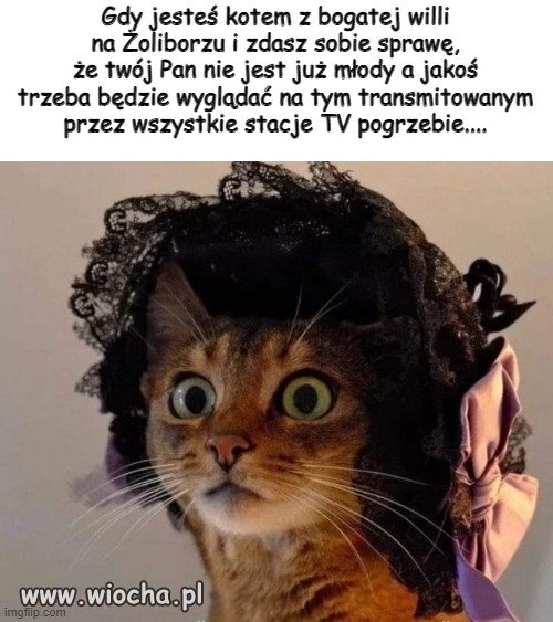 Kocia moda