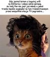 Kocia moda