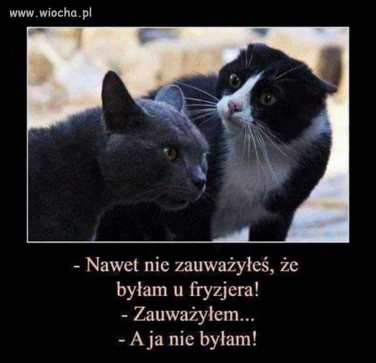 Jest pretekst