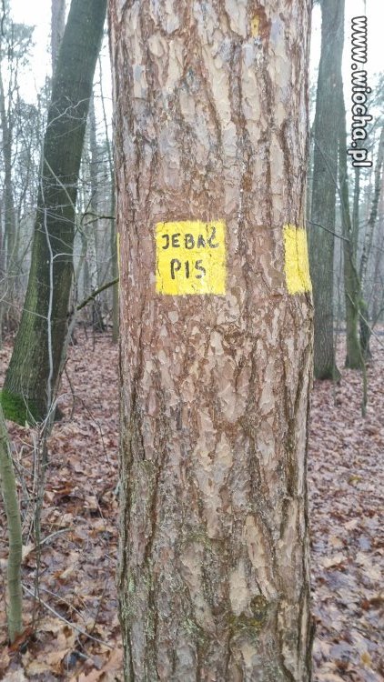 Leśniczy zaczął znakować drzewa